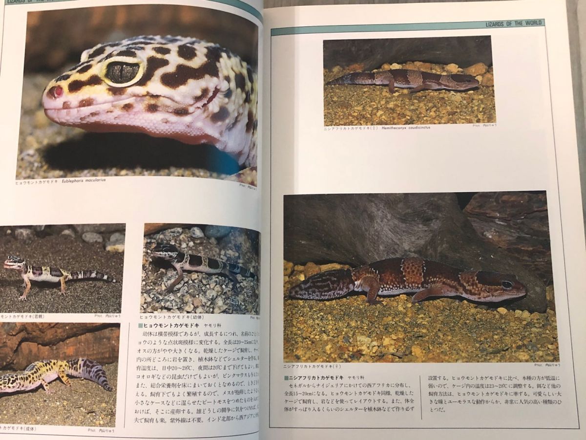爬虫類・両生類バイブル　BIBLE 3-#アクア・マガジン別冊 爬虫類・両生類バイブル BIBLE OF