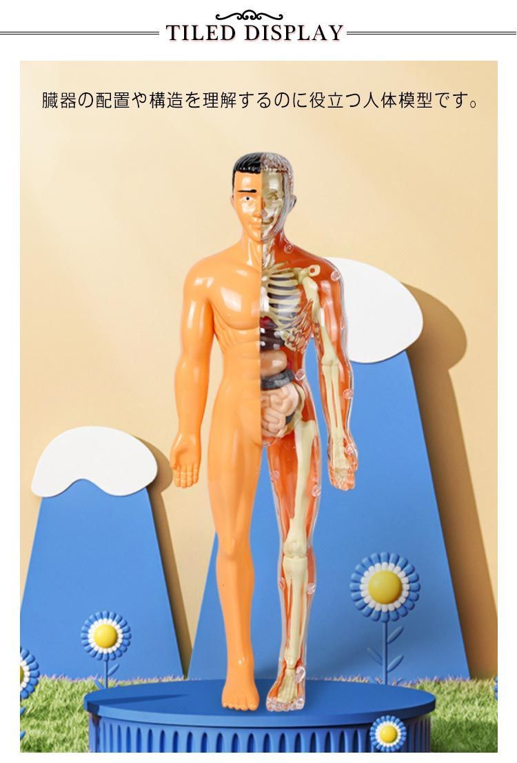 EDU TOYS▽human torso 人体模型パズル