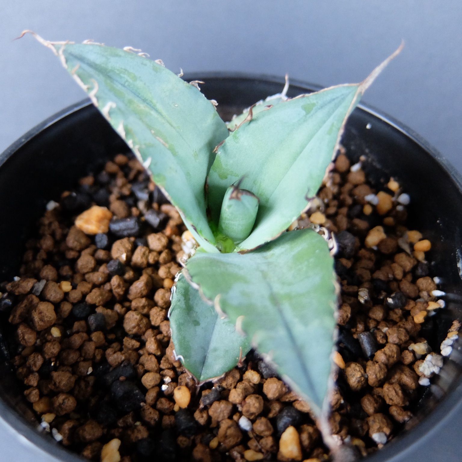 Agave Titanota 強棘 アガベ チタノタ 強棘 - メルカリ