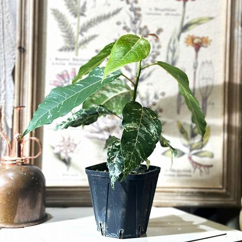 フィカス　アスペラパーセリー　ゴムの木　植物　インテリア フィカス アスペラパーセリー ゴムの木 植物 インテリア