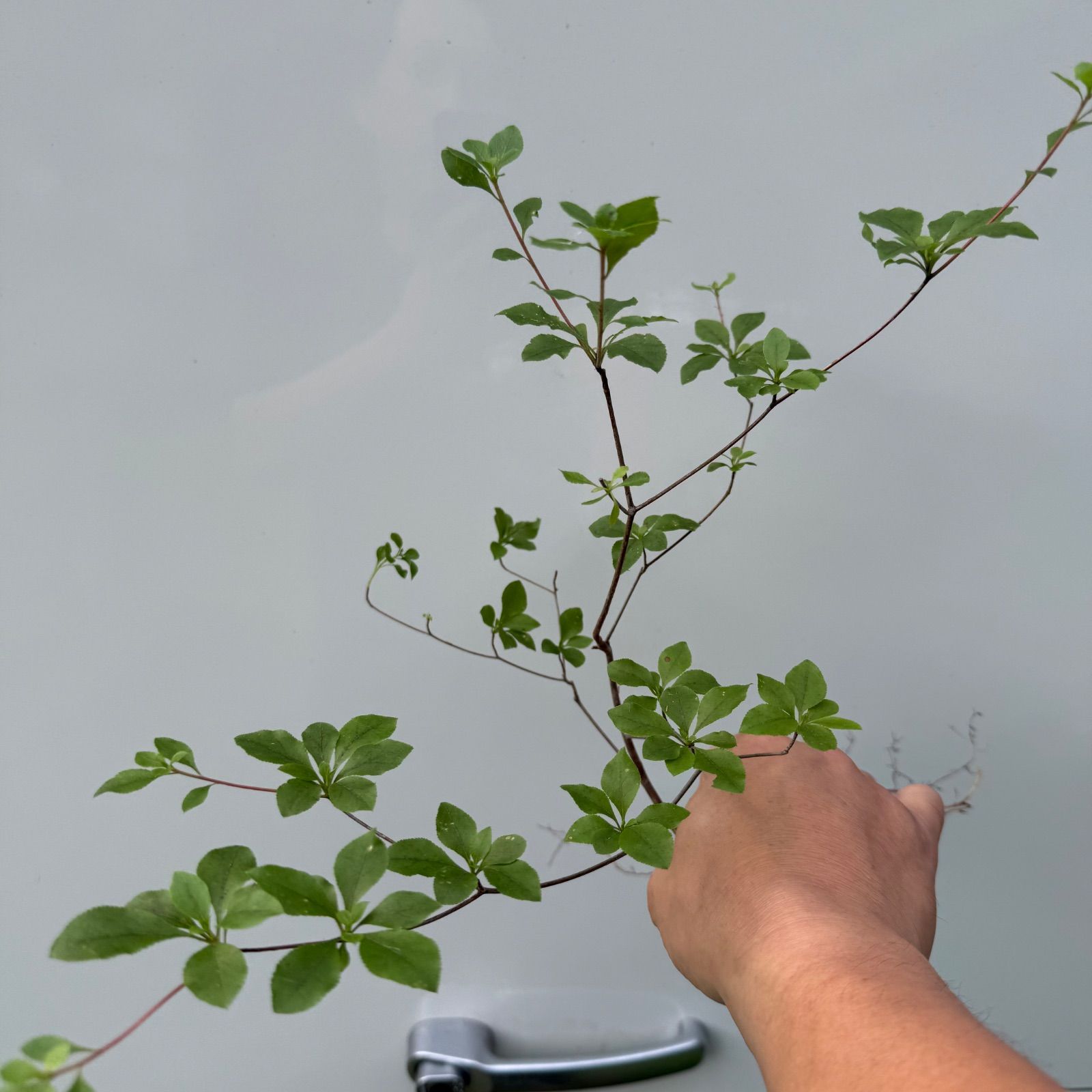 山採り アブラツツジ苗木 30〜40cm×1株🌱✨🎁 - メルカリ