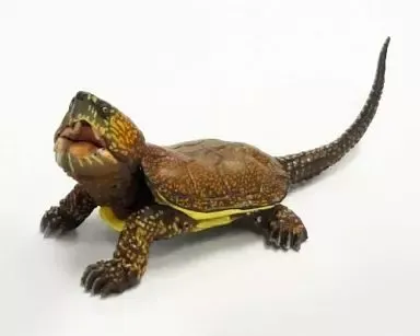 2025年最新】オオアタマガメの人気アイテム - メルカリ