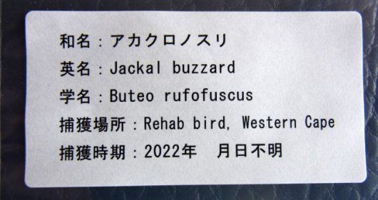 レア！アカクロノスリ（Jackal buzzard）頭骨 ※捕獲データ付 - メルカリ