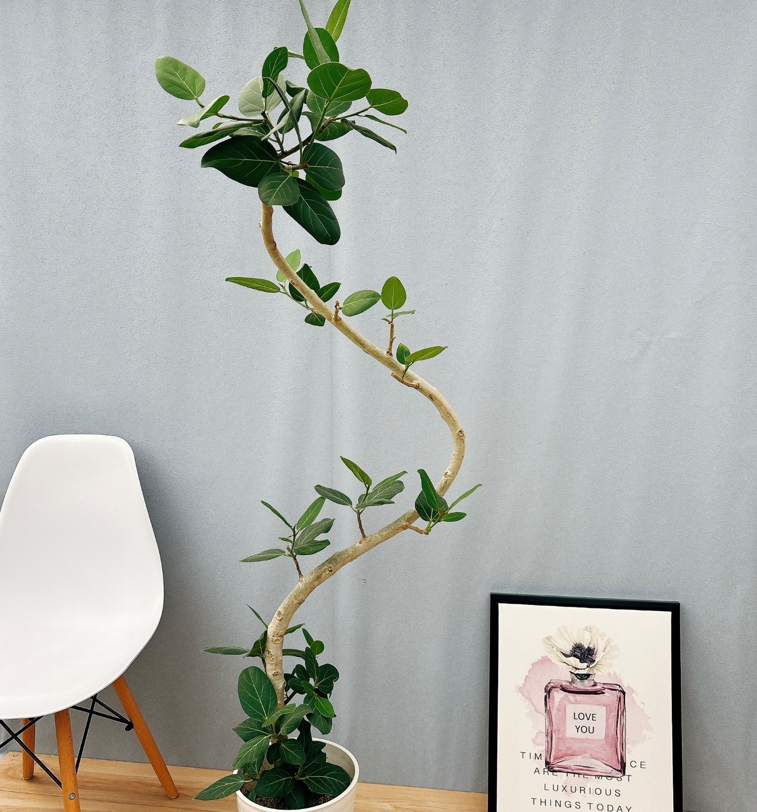 現品］37番 フィカス ベンガレンシス 曲がり 8号 観葉植物 ゴム