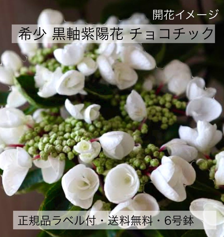 紫陽花 チョコチックホワイト 開花中（チョコシック） 黒軸