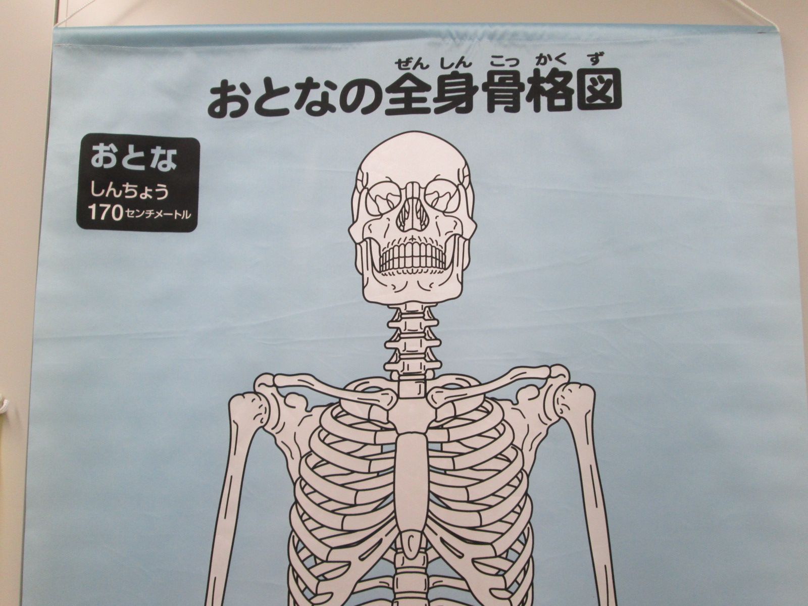 全身骨格図（おとな・こども）【現地引取のみ、配送不可】