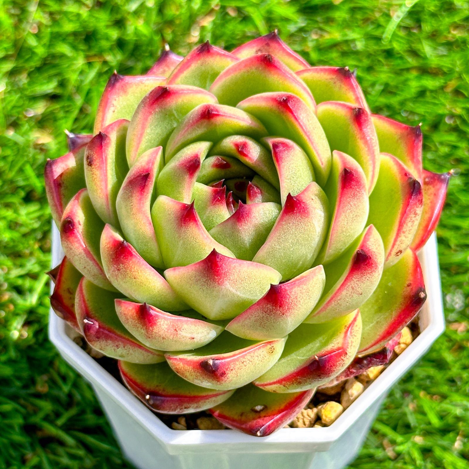 多肉植物 エケベリア ムーンストーン - メルカリ