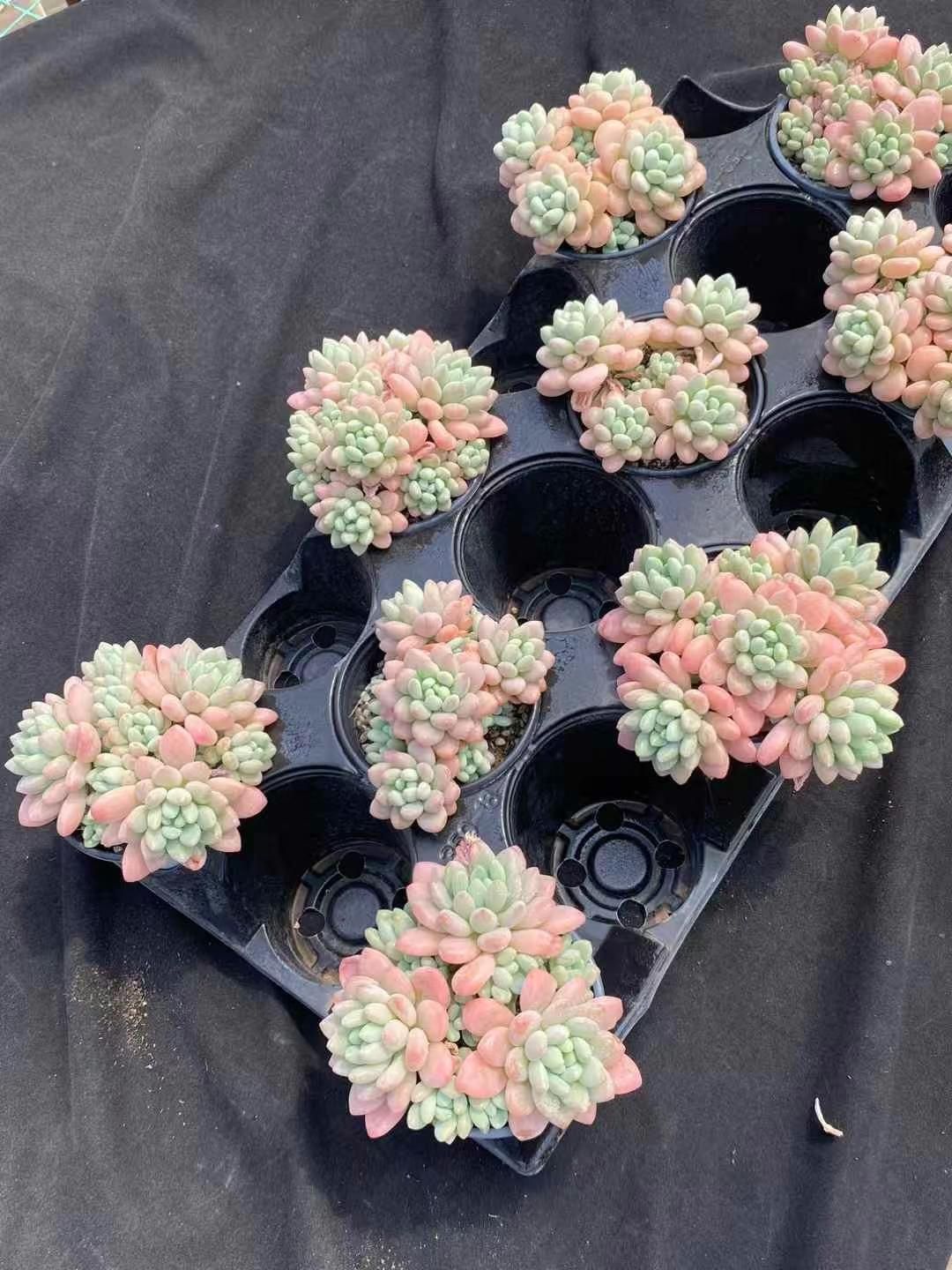 と*ん様 群生 ロココ W56×18鉢 抜き苗 多肉植物 エケベリア サボテン韓 ロココ MY6×18鉢 抜き苗 多肉植物 エケベリア サボテン 韓国苗 新入荷