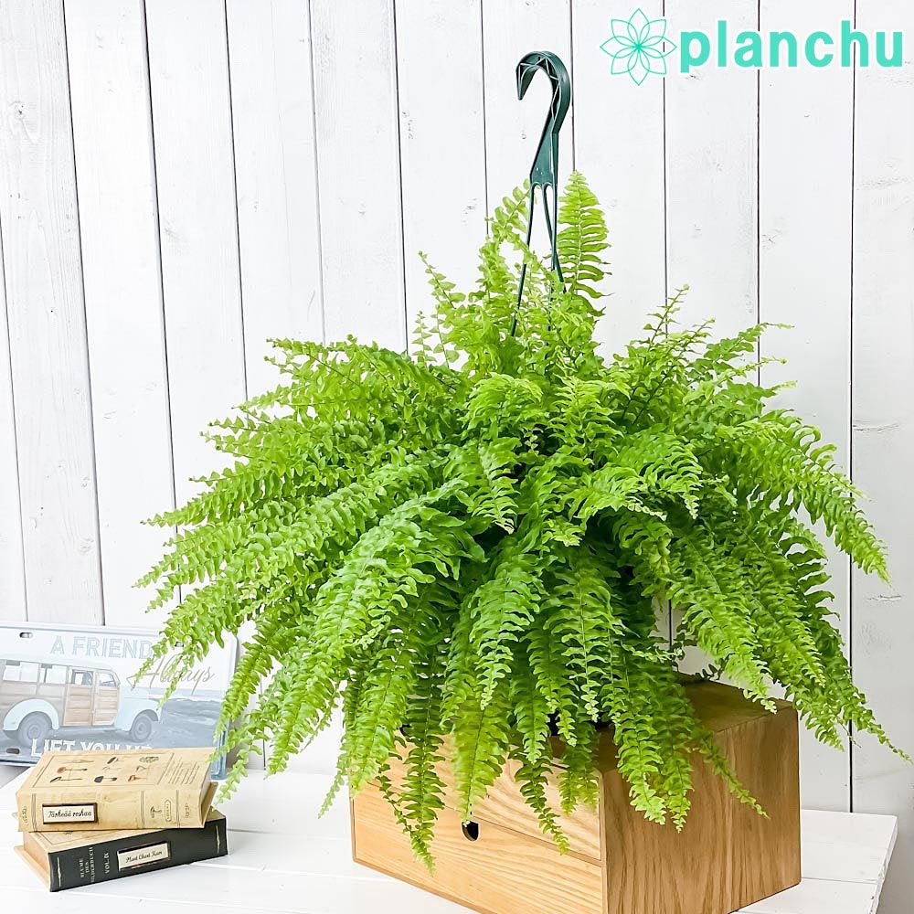 56 フィロデンドロン グロリオーサム トリカラー 斑入り 大株 株分け