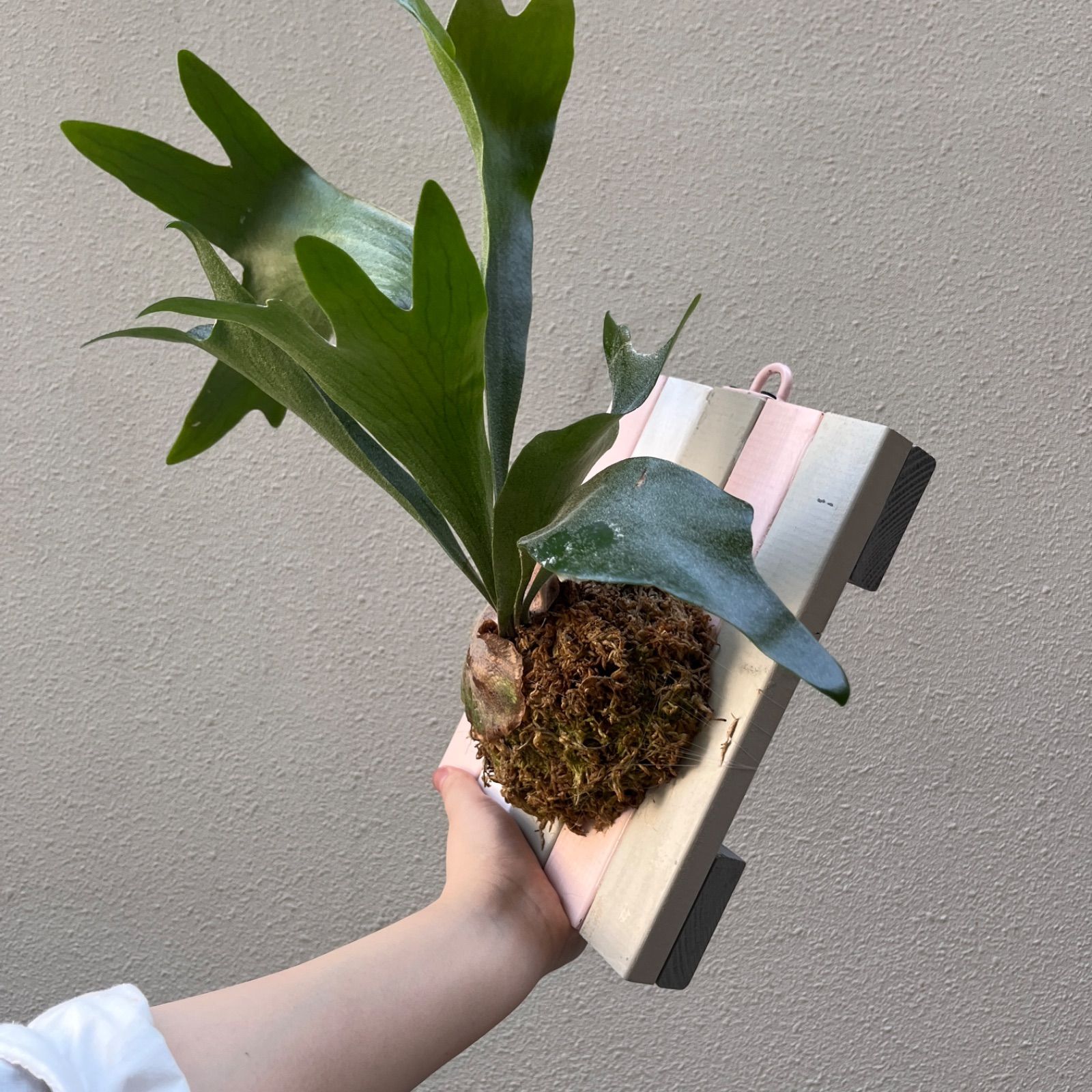 ビカクシダ Null P. ”Gnu”(ヌー)ビカクシダ/オリジナルボード