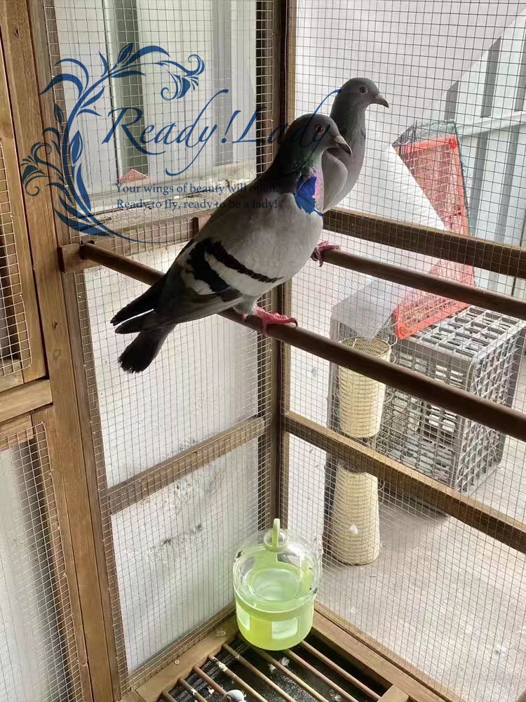 木製鳥かご