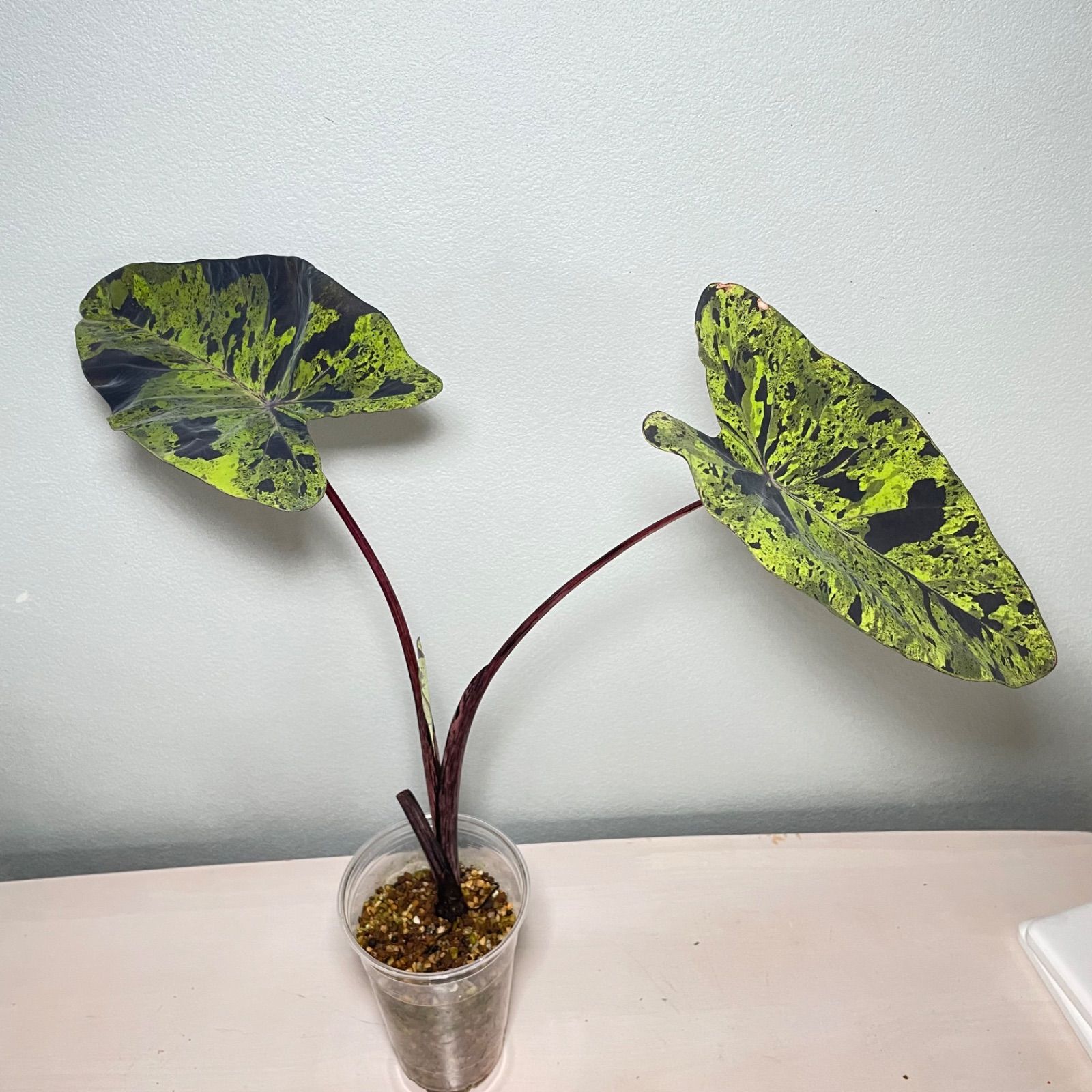 希少】コロカシア モヒート 美株 colocasia mojito - メルカリ