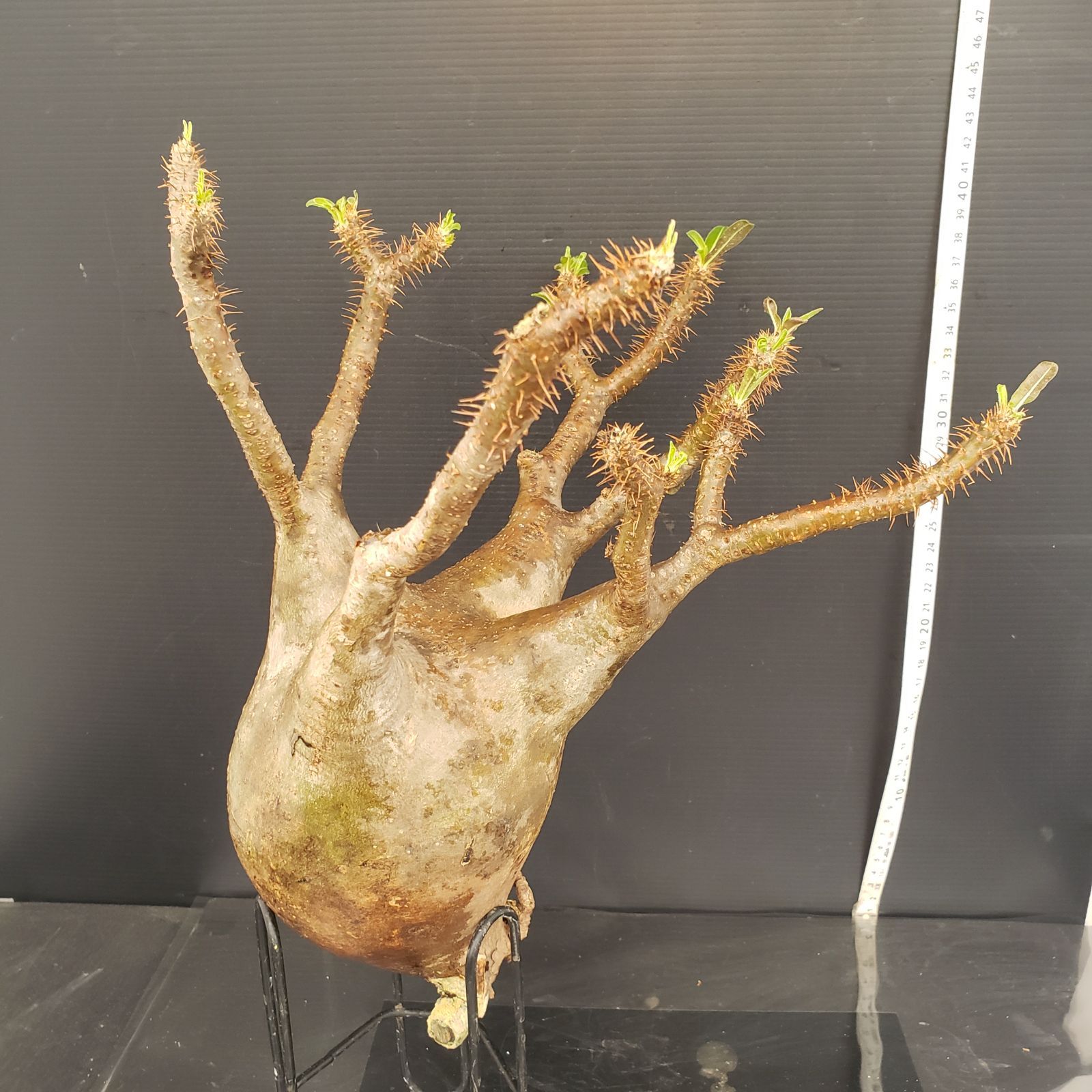 発根済 パキポディウムグラキリス 現地球 塊根植物36