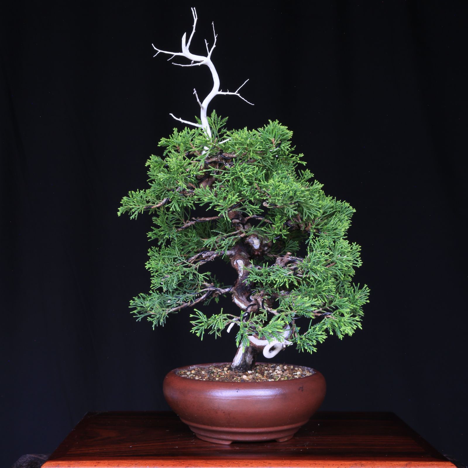 糸魚川真柏（捻転幹・ジン・シャリ）小品盆栽 【泰寿園 Online】現品