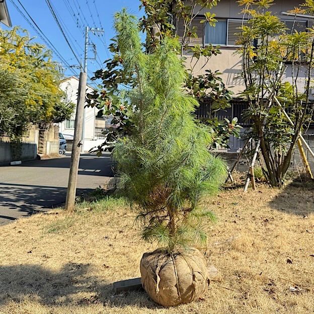 ピニョン松 マルチネスピニョンマツ