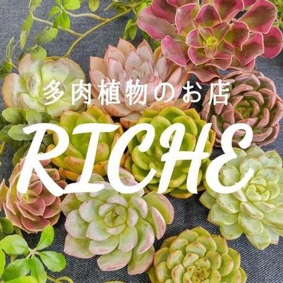 多肉植物のお店 リッシュ - メルカリShops