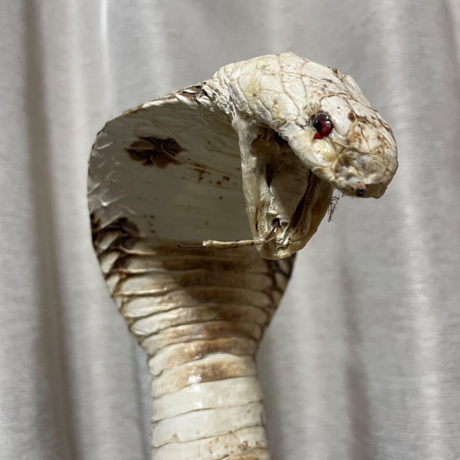 ♭ マングース コブラ 剥製 アンティーク ヘビ - メルカリ