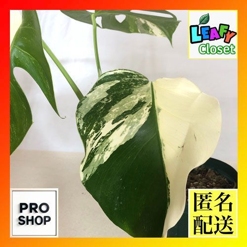 希少】モンステラ ホワイトタイガー/Monstera White Tiger