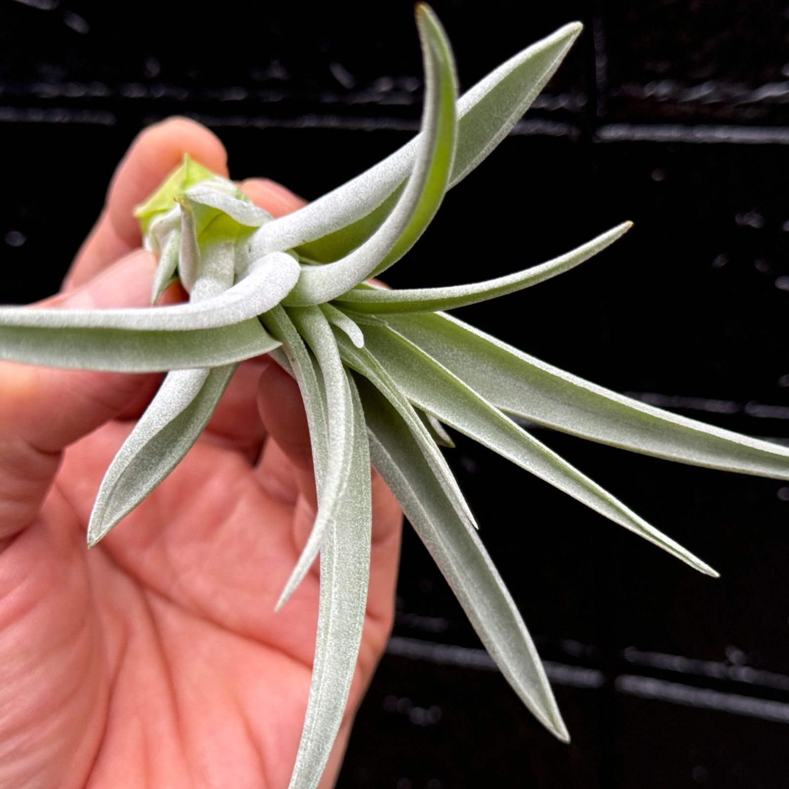 チランジア ハリシー × キセログラフィカ Tillandsia harrisii