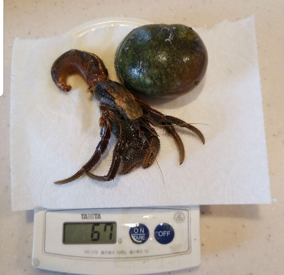 釣餌 ヤドカリ100匹 専用出品!ヤドカリ大(冷凍)釣餌にどうぞ 釣餌 ヤドカリ100匹 専用出品!ヤドカリ大(冷凍)釣餌にどうぞ