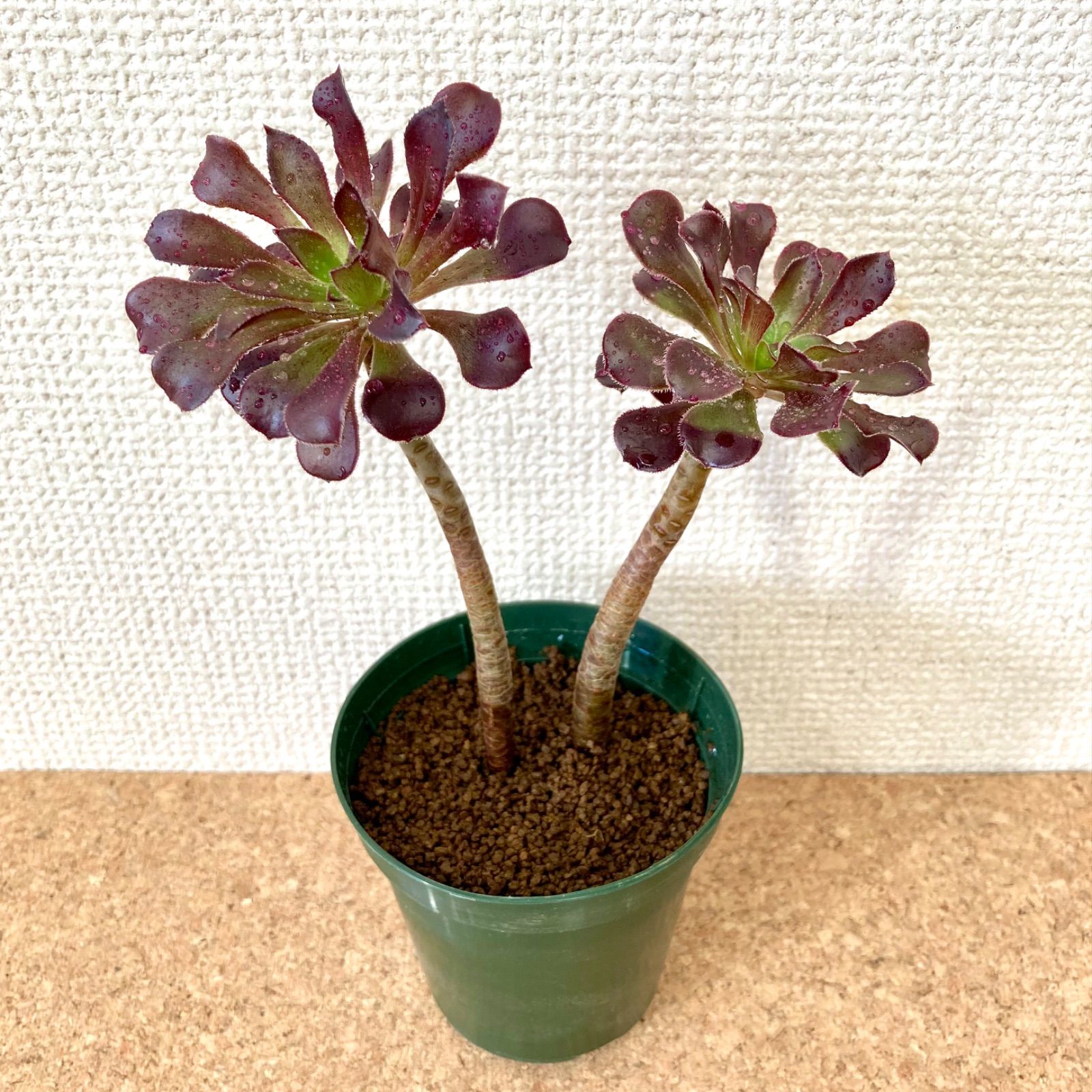 アオエニウム 黒法師・鉢入り・送料込 / 多肉植物 観葉植物 - メルカリ