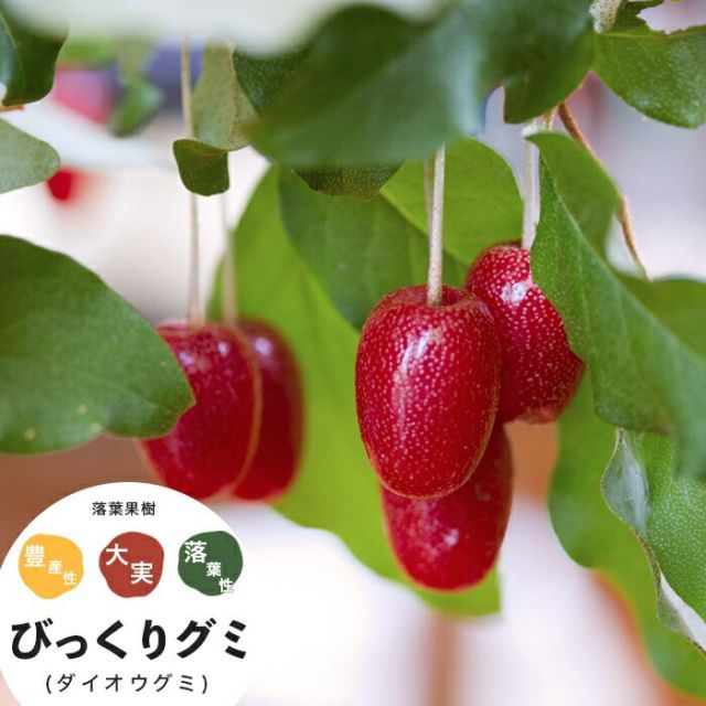 果樹苗 グミ 苗木 グミの木 大実 びっくりグミ (ダイオウグミ