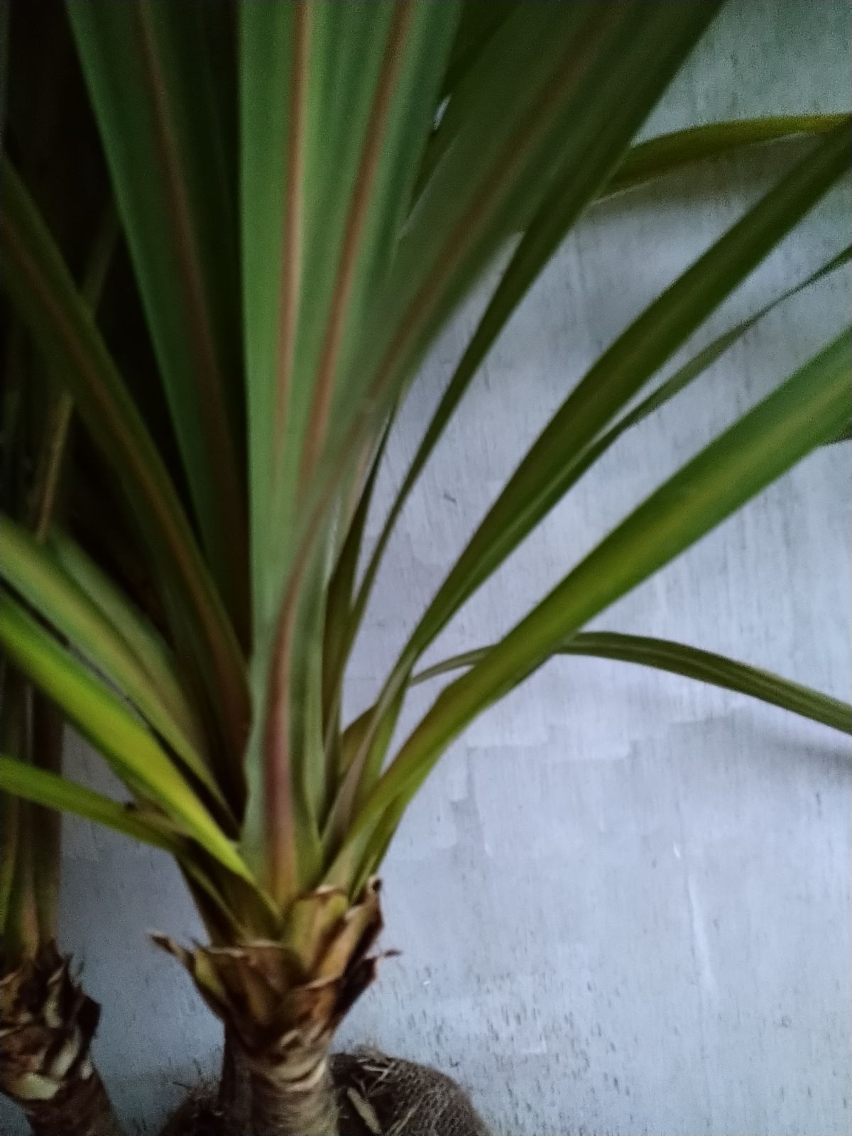 ニオイシュロラン3本立ち ニオイシュロラン 3本立 葉先190cm 【根巻き