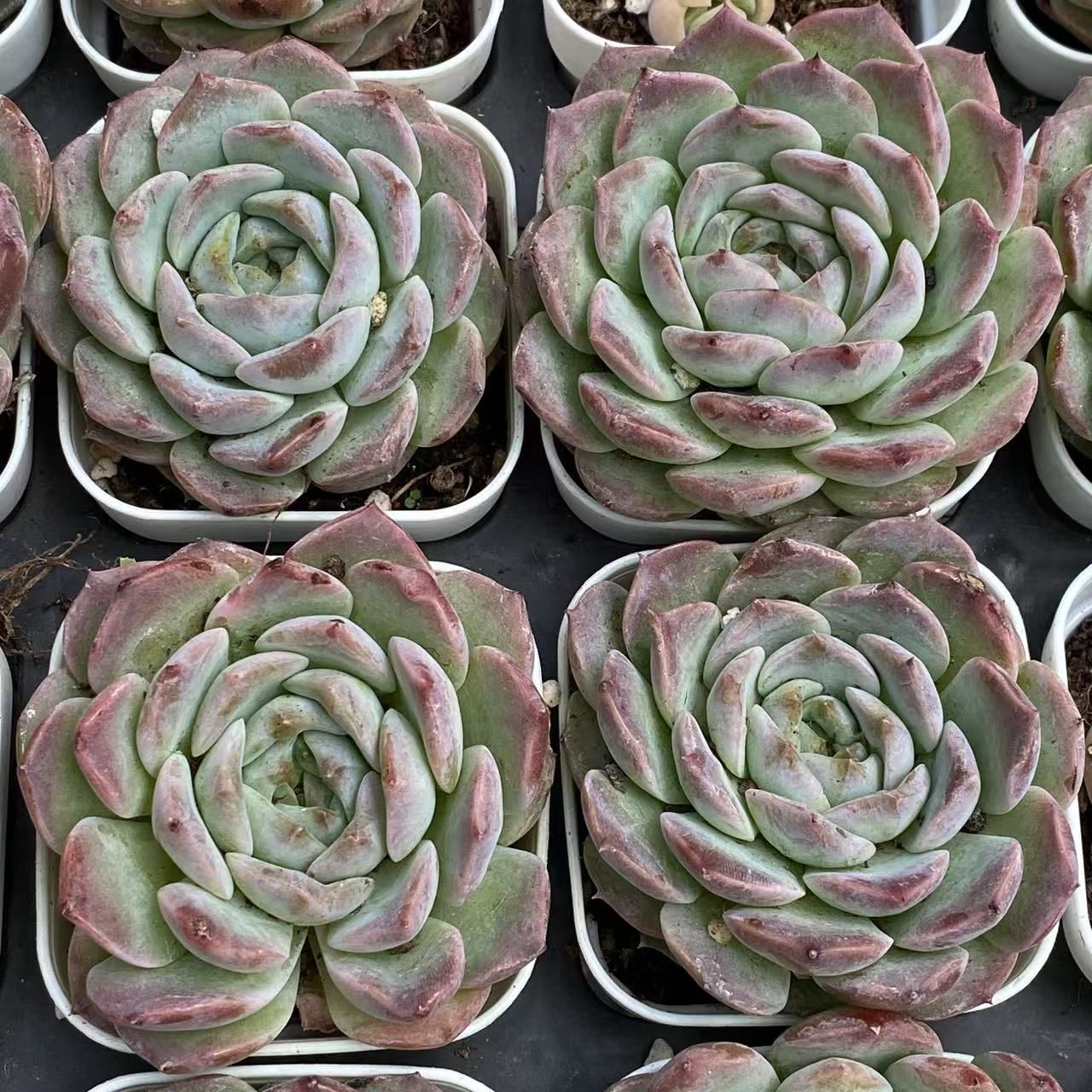 ZM1577×20 ブルービーンズ 抜き苗 多肉植物 アエオニウム エケベリア