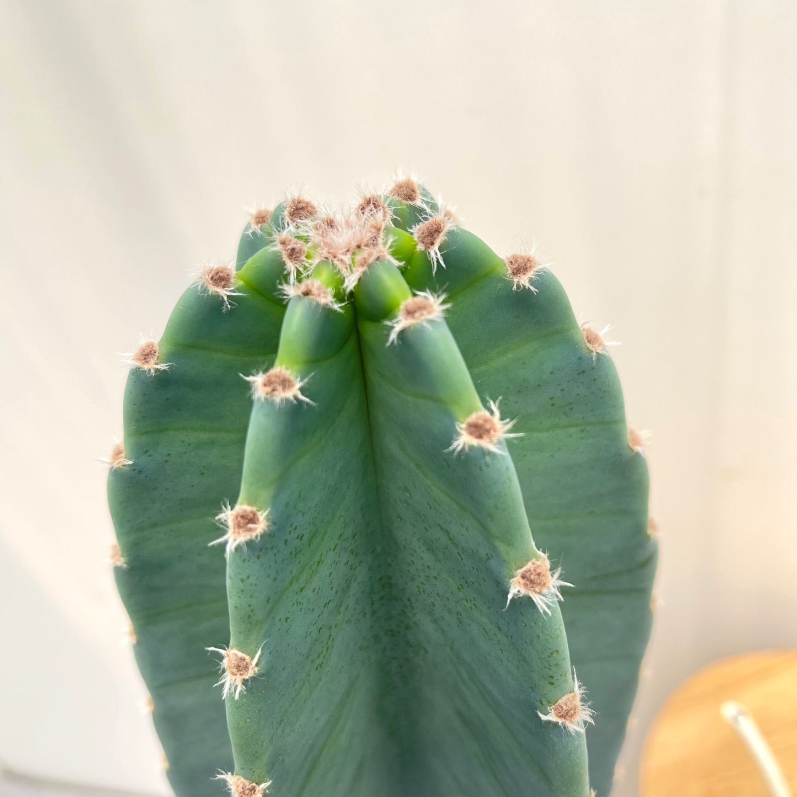 サボテン 柱サボテン ブランチ 柱サボテンブランチ 鬼面角 6番 ドライ