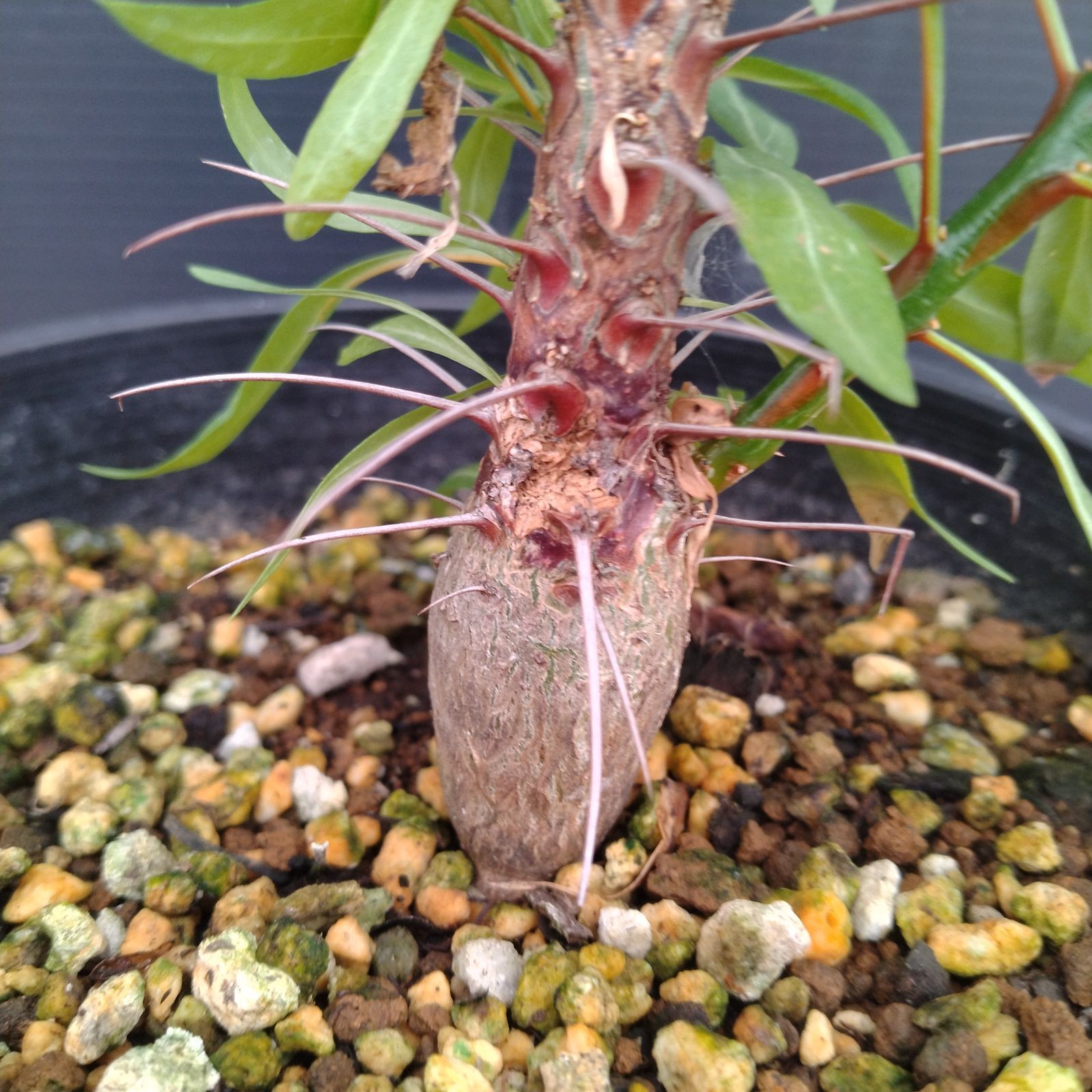 フォークイエリア プルプシー GC① フォークイエリア プルプシー （発