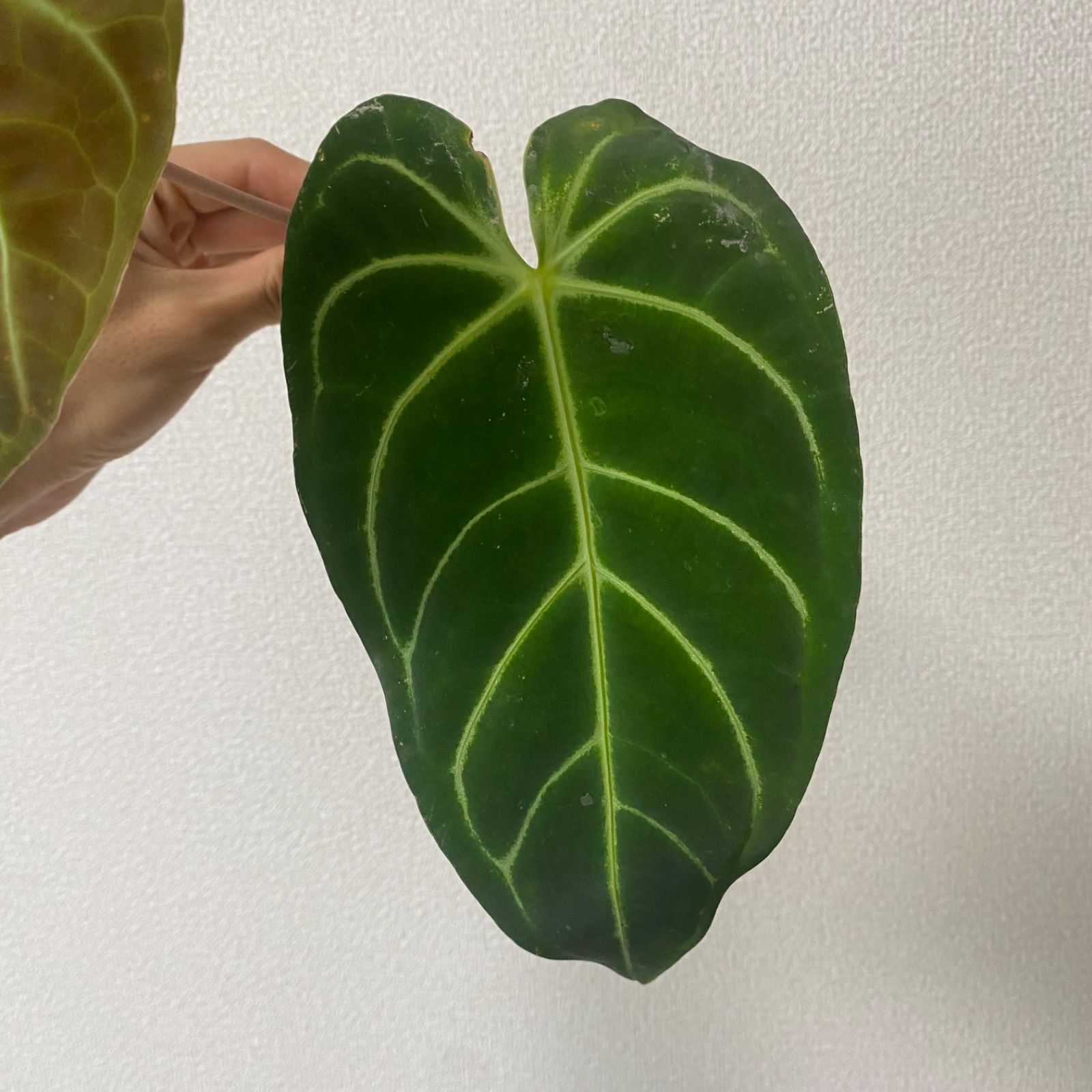 Anthurium regale アンスリウムレガレ アロイド室内向き観葉植物 