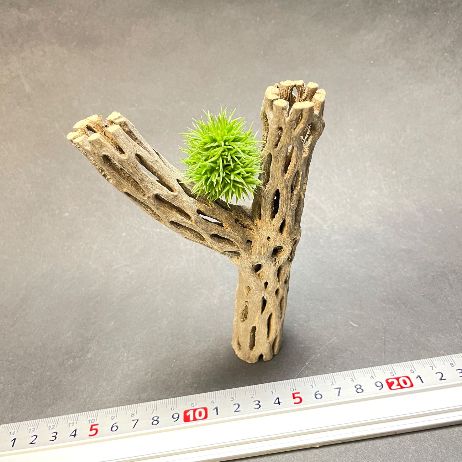 Y枝 : 長さ15×最大幅9×最大φ2.8(cm)＊カクタススケルトン1本 (サボテン