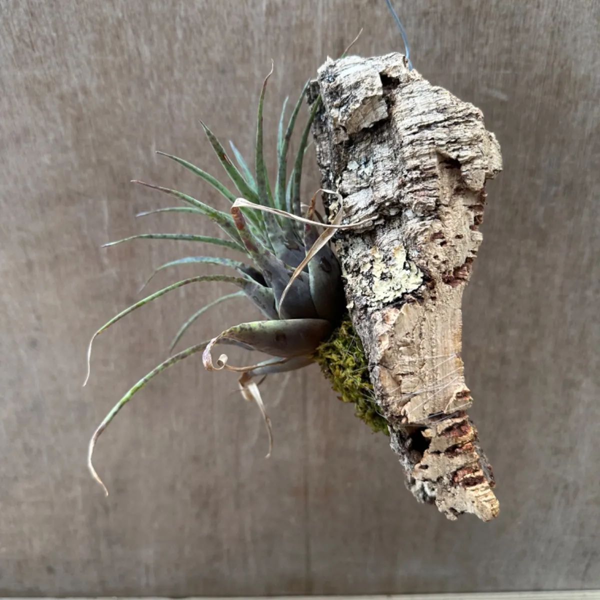 フリーセア フランメア コルク付 Vriesea flammea 現品 観葉植物 観葉