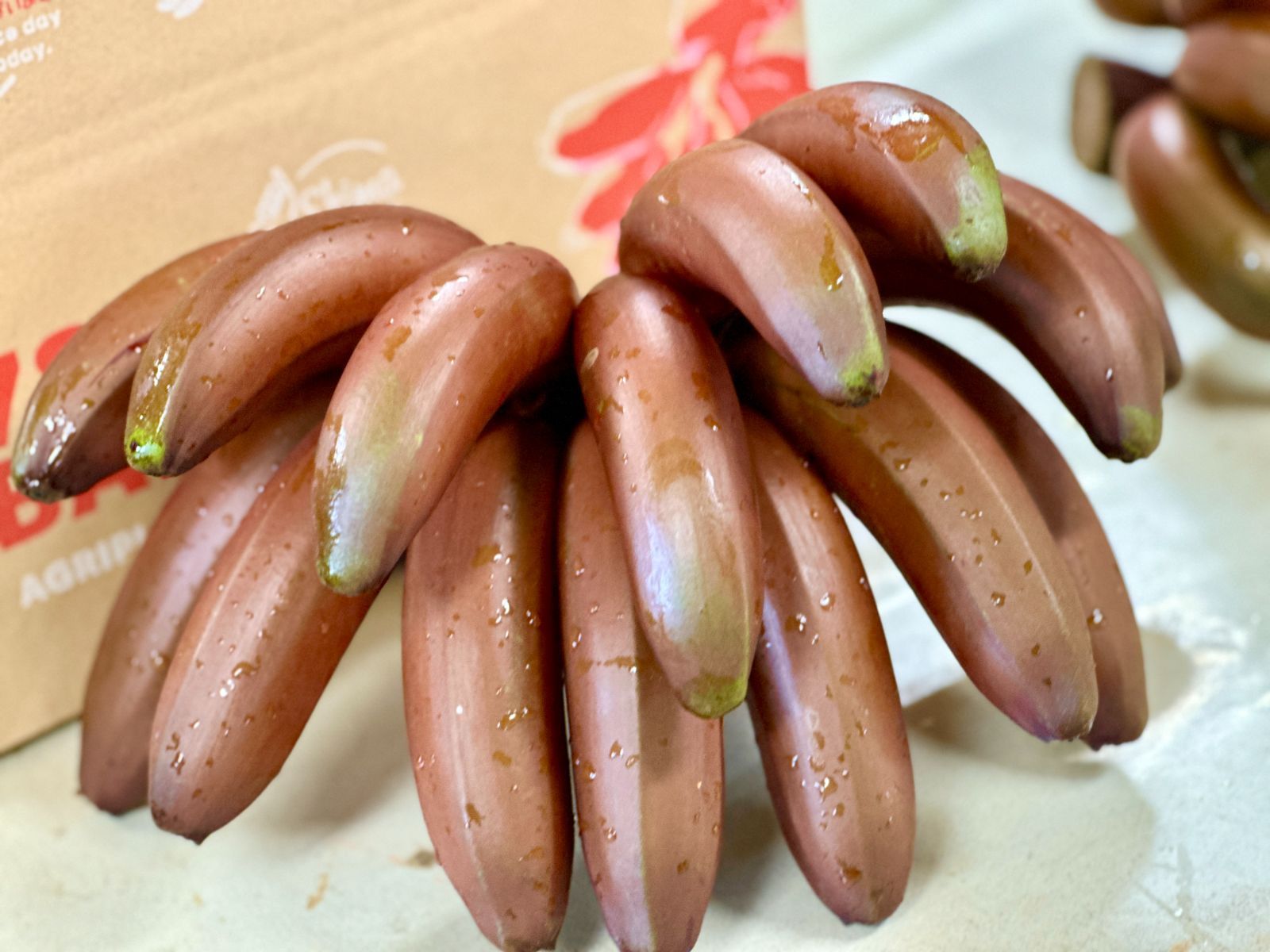 ポット大苗