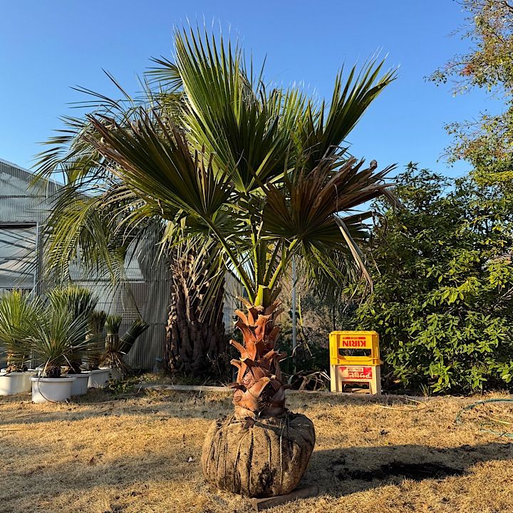 ワシントンヤシ ワシントンヤシ フィリフェラ Washingtonia filifera