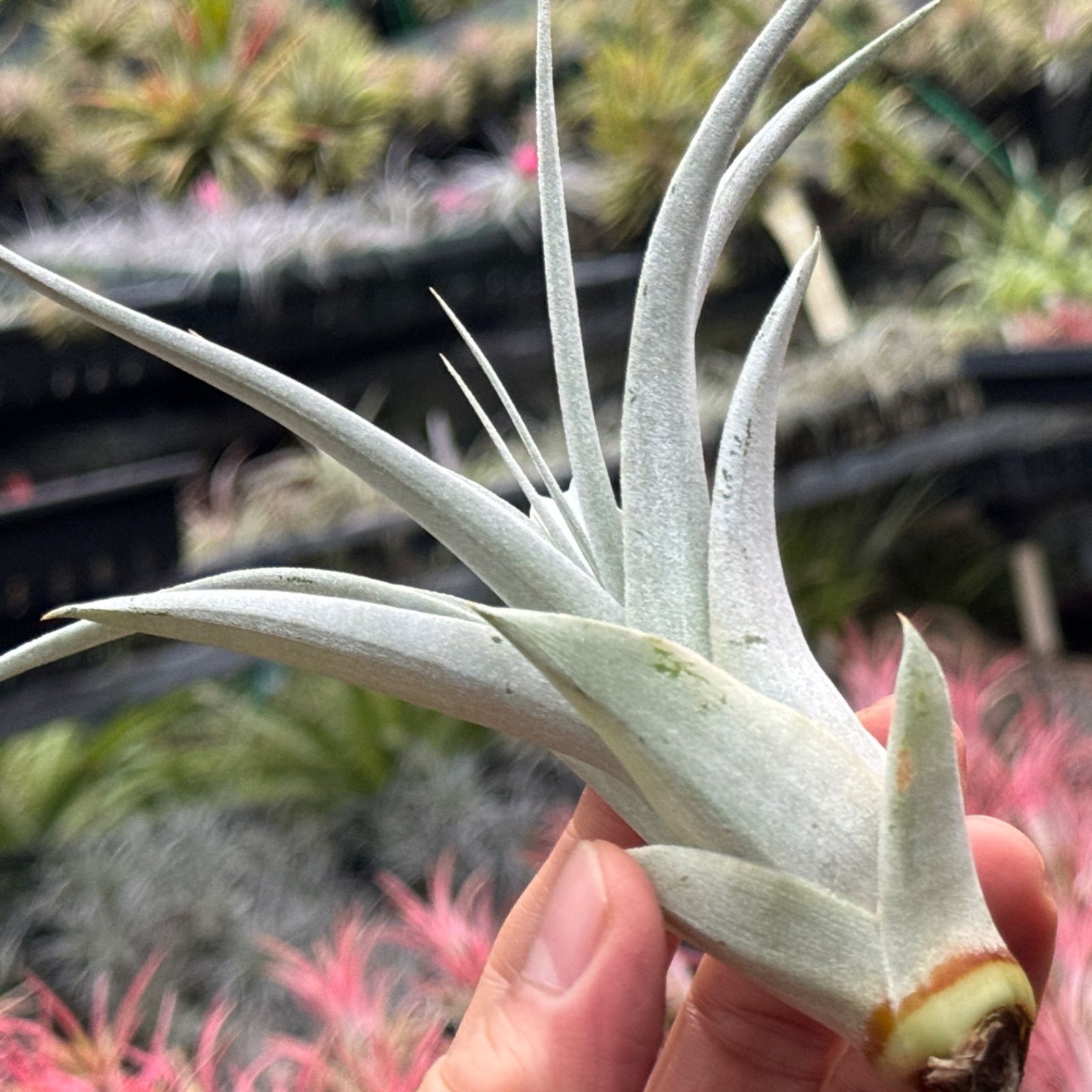 かき子株＊チランジア キセログラフィカ Tillandsia xerographica＊エアプランツ＠フラワーショップ江口 - メルカリ