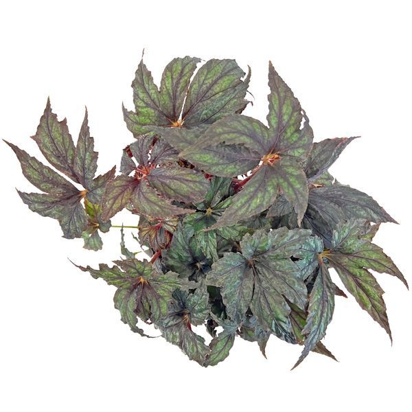 ベゴニア プレミアム クロトチバ 4号 Begonia Premium