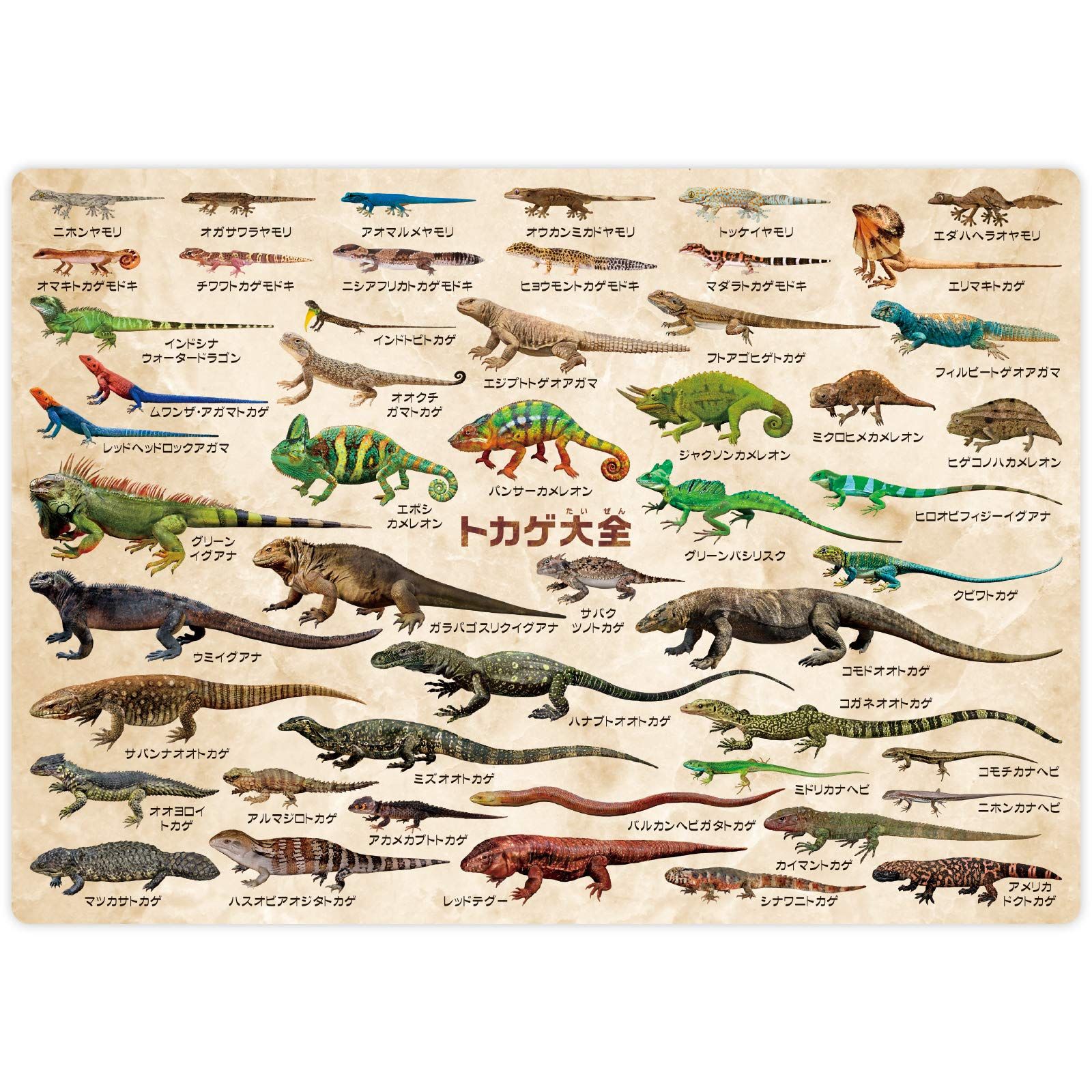 ザ アクセス 下敷き トカゲ 大全 水族館 A 4