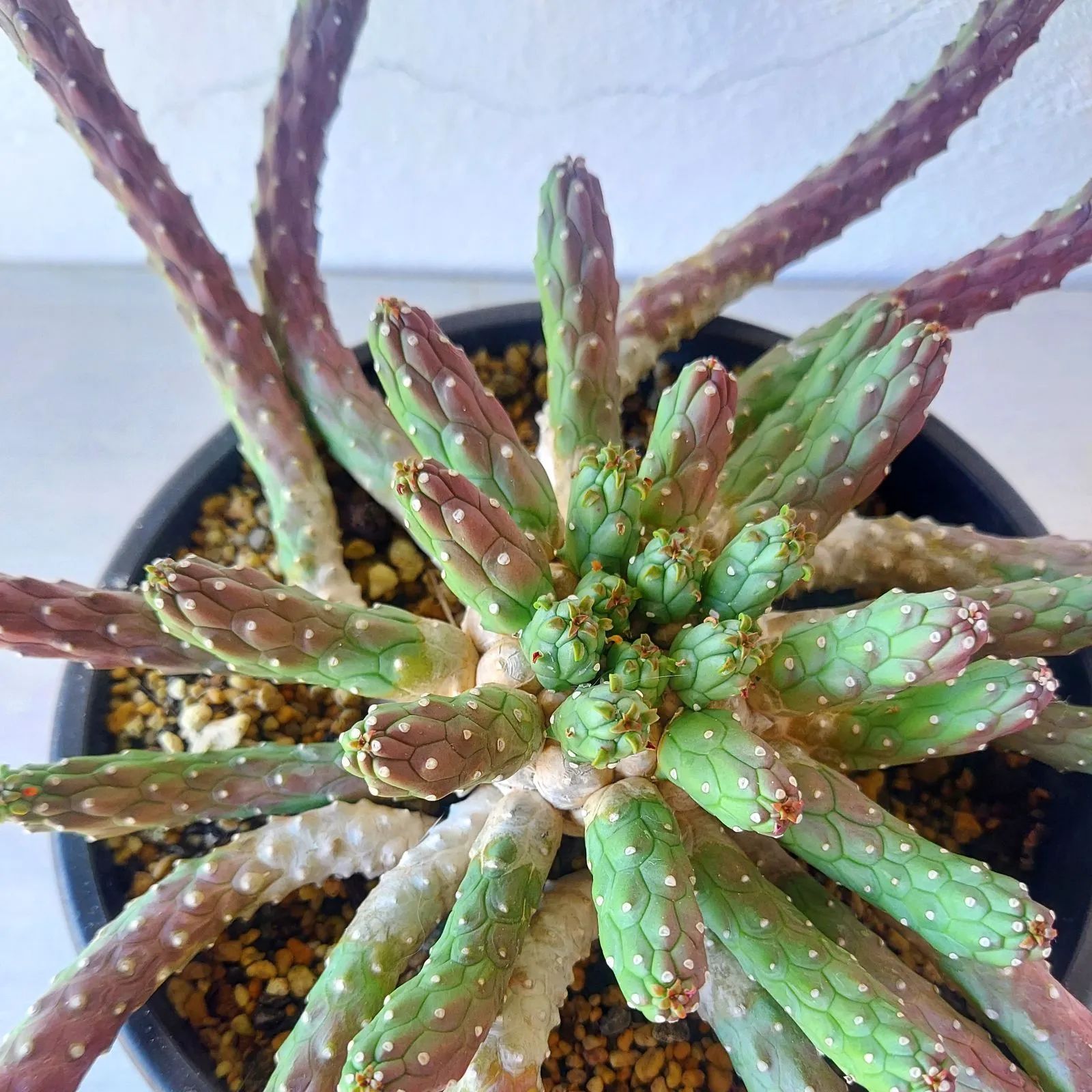 Limbus Cornpany アクリルスタンド Mili カバーアート6枚