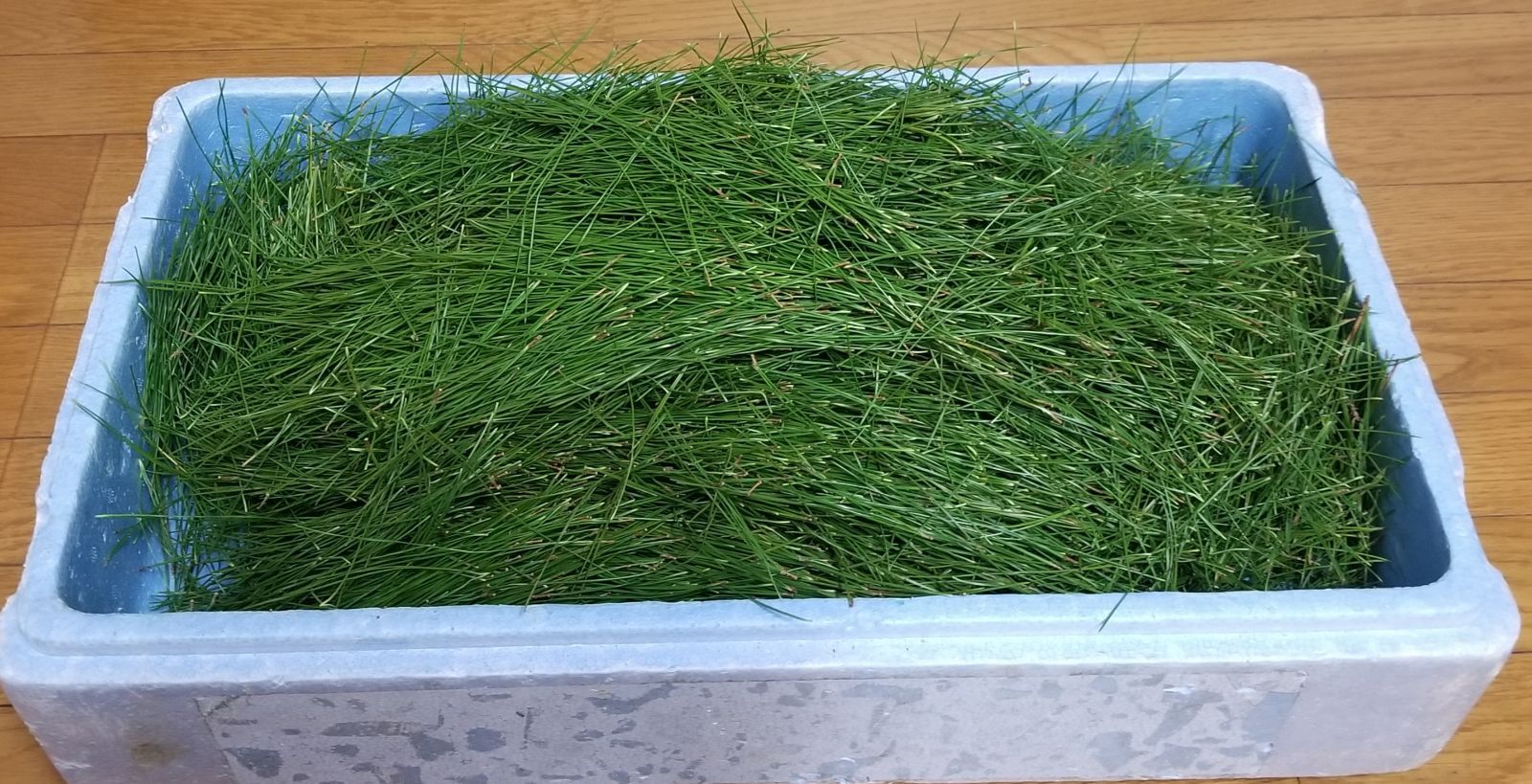 天然赤松の葉 2kg お茶 松葉ジュースに 天然を採取しています