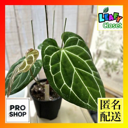 観葉植物 アンスリウム クリスタリナム サウスアメリカ 5号(現品