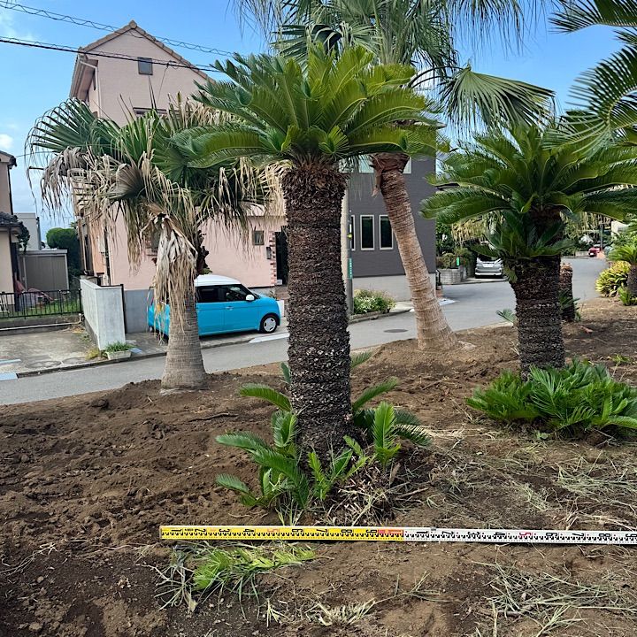 3m50cm】ココスヤシ ココスヤシ｜ヤシの木で南国風の庭をデザインする