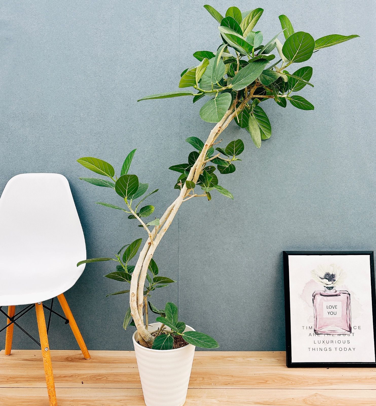 最高級樹形　大型　フィカス　ベンガレンシス　オードリー　9号　陶器鉢　植え込み 樹形 大型 フィカス ベンガレンシス オードリー 9号 陶器鉢 植え 最