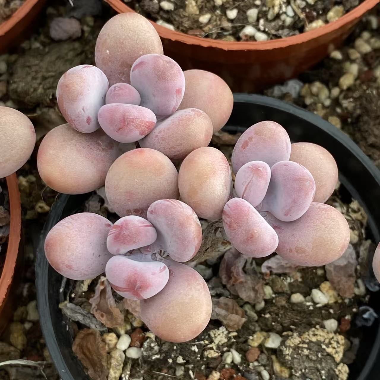 24株の抜き苗セット】ホタル 多肉植物 佐川急便発送 エケベリア