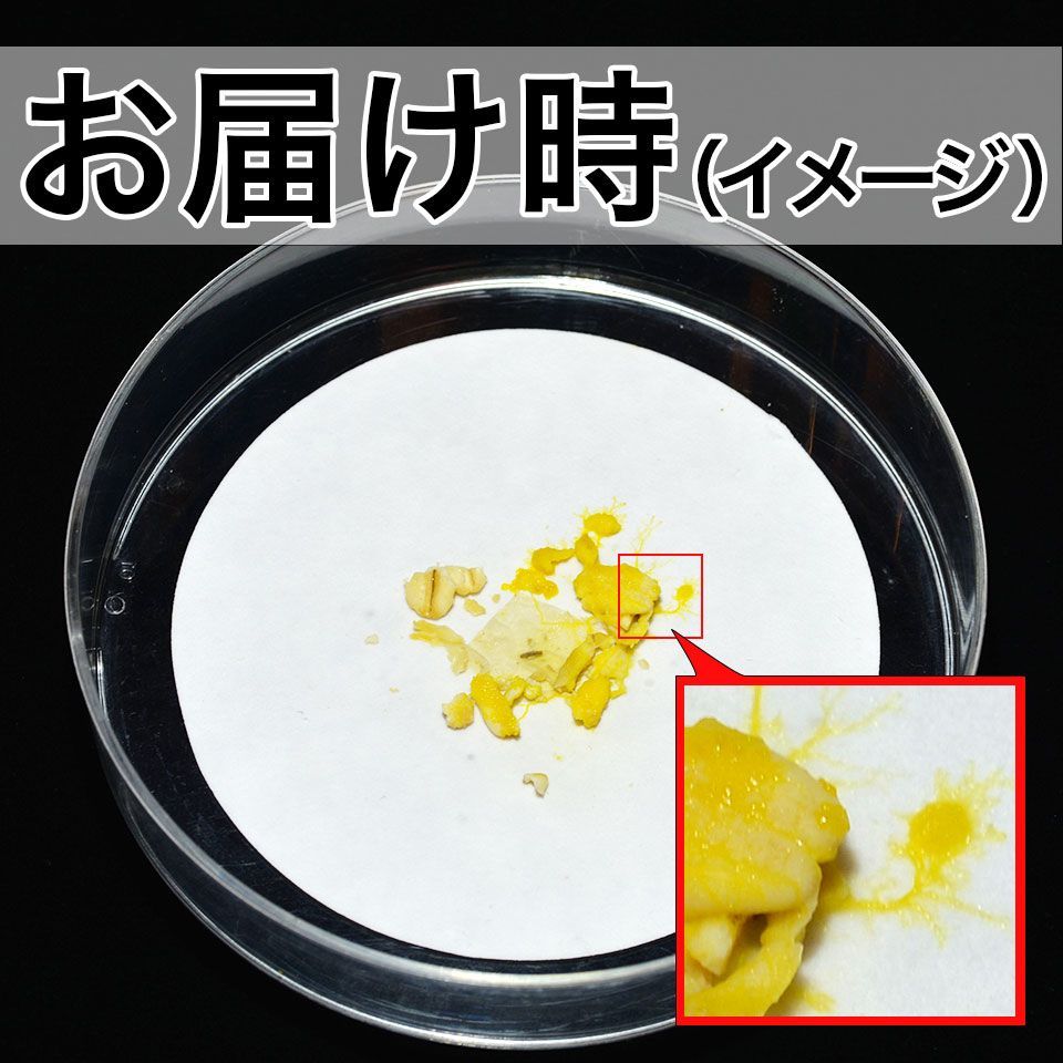 S-66 変形菌（粘菌）「モジホコリ」のパーフェクト実験セット／自由研究にも！ 待ち遠しかっ