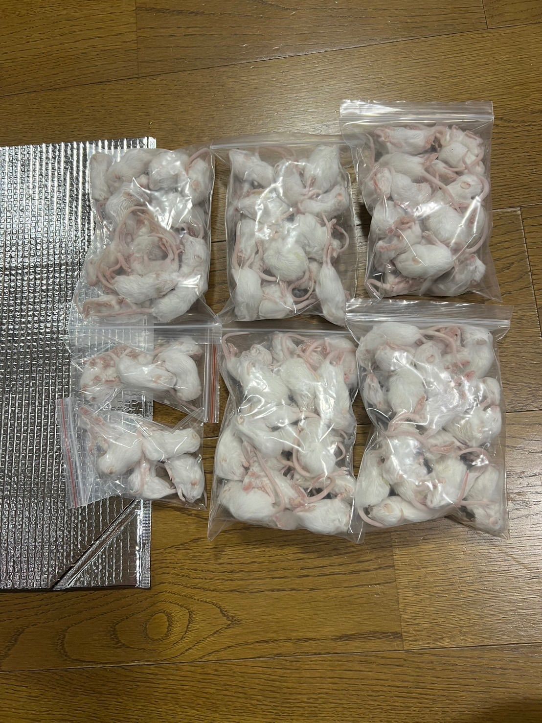 L.XL 混合100匹