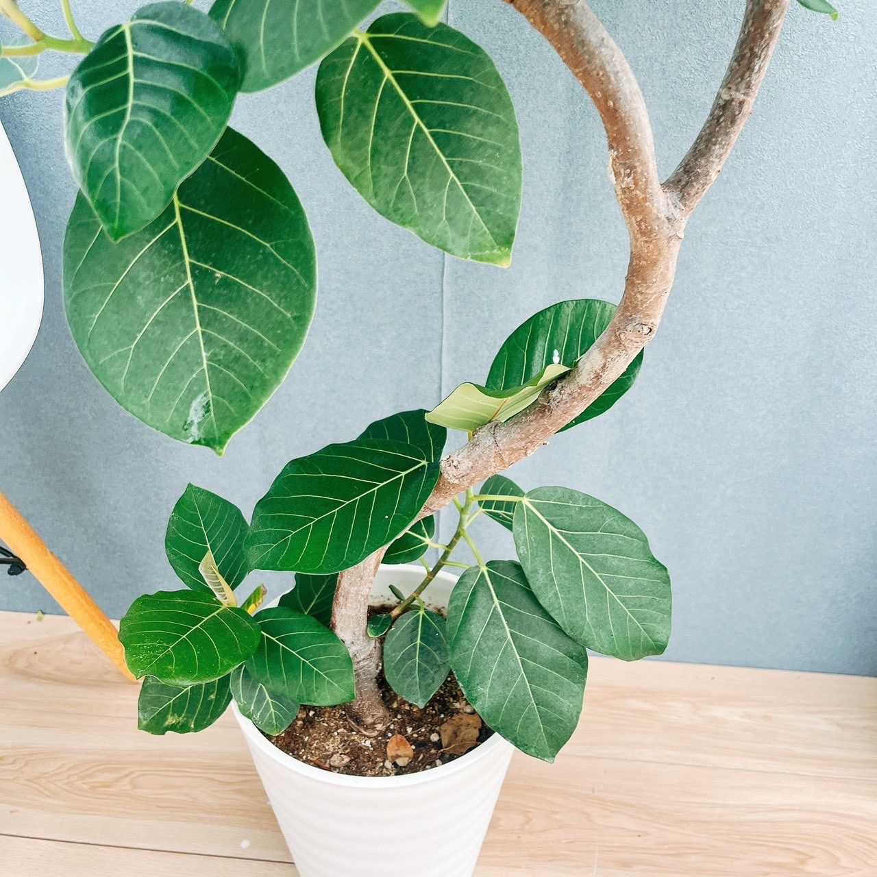 ［現品］【希少】☆おしゃれ☆ 13番 フィカス グランディス 曲がり 8号 観葉植物 室内 大型 レア ゴムの木