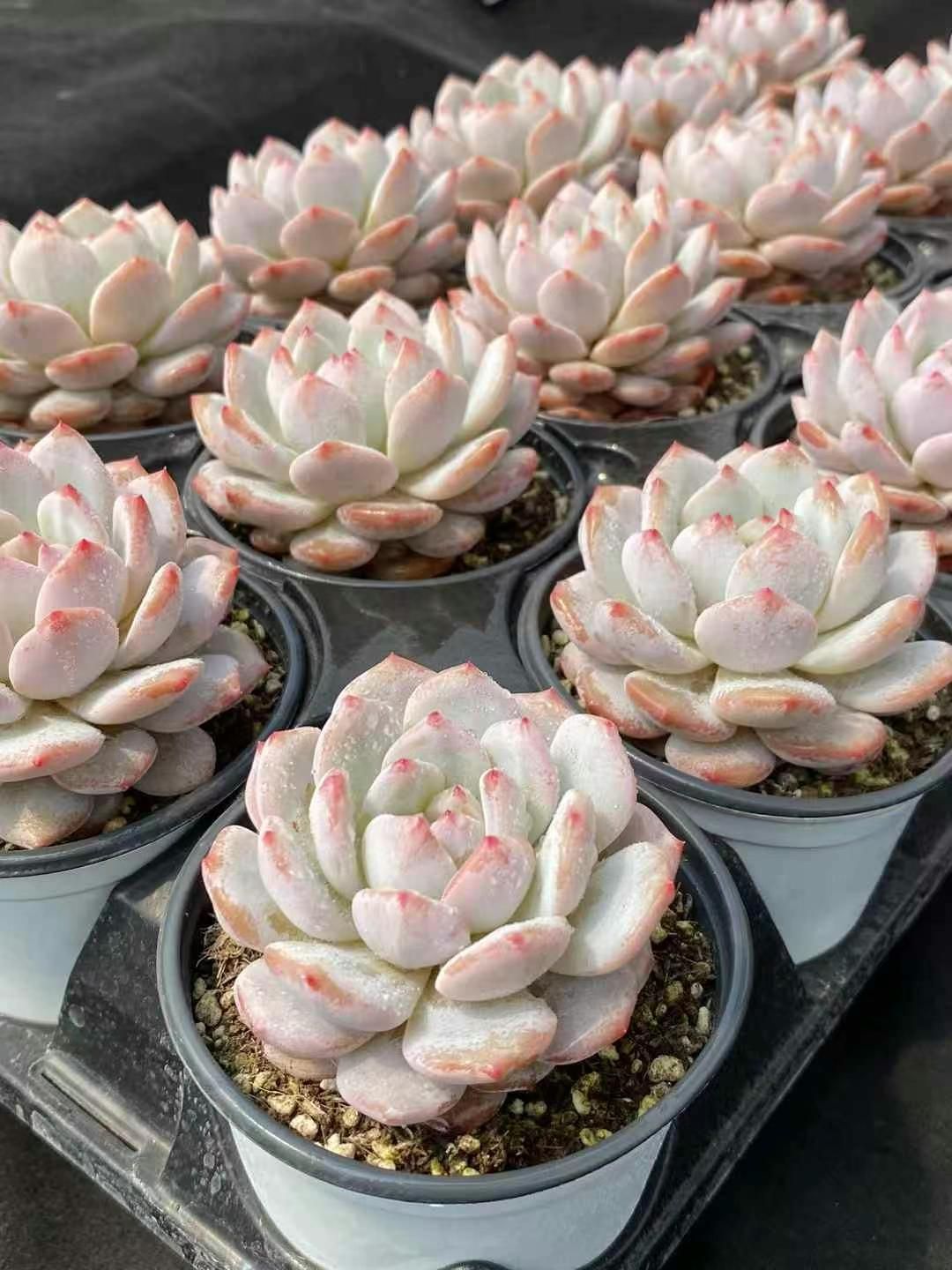 抜き苗 ギョクフヨウ MY267×15株 ふっくら 多肉植物 エケベリア