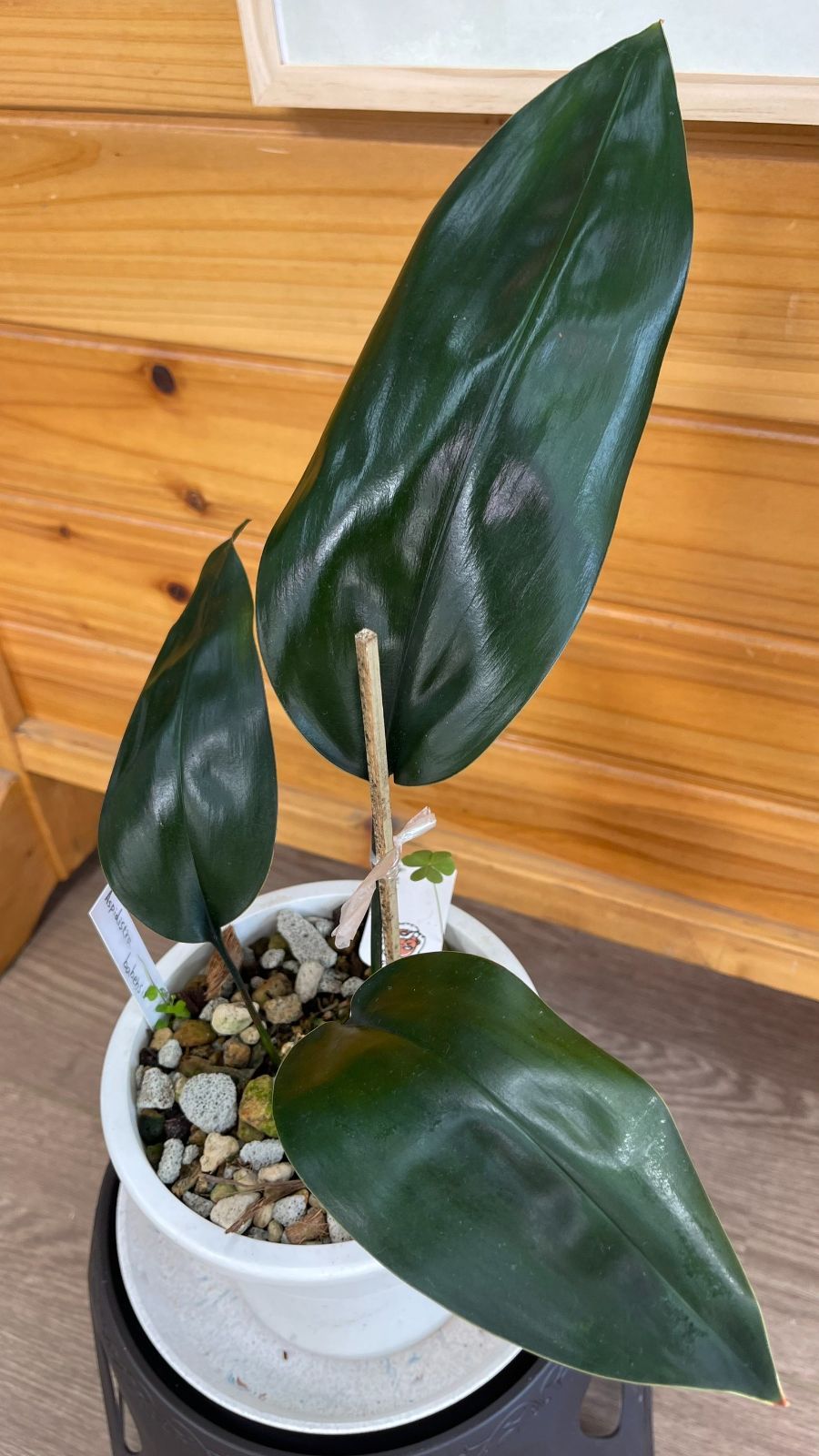 ASPIDISTRA BABENSIS 'BLACK LEAF' ASPIDISTRA BABENSIS 'BLACK LEAF