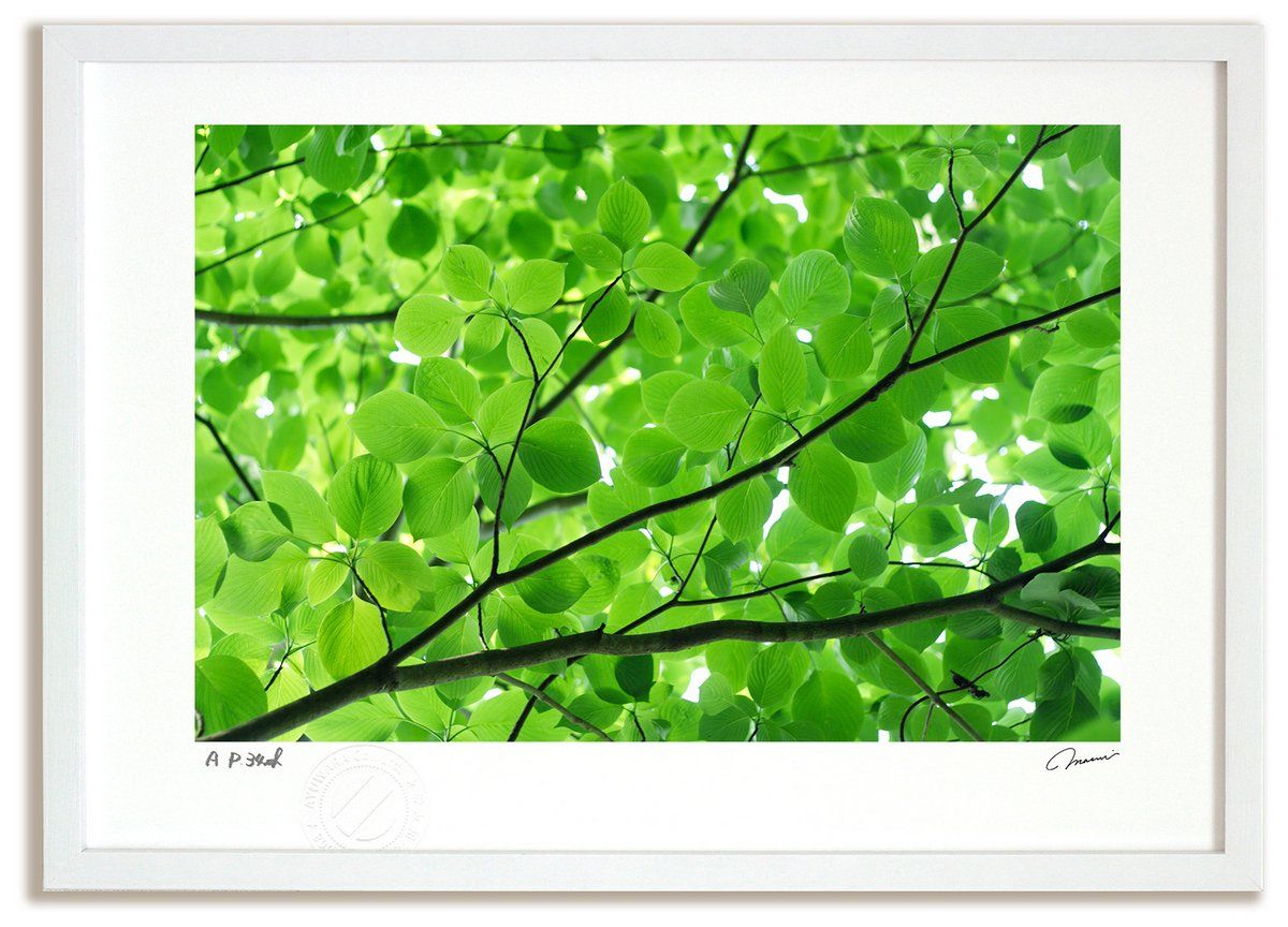 アートフォト 絵画 初夏のこもれび（2012)/木漏れ日 インテリア 額入り 額装込 風景画 油絵 ポスター アート アートパネル リビング 玄関 プレゼント モダン アートフレーム 飾る Mサイズ おし